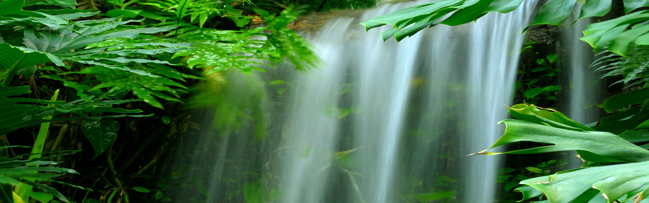 Tropical Water Fall