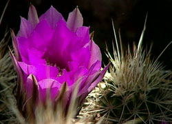 Desert Flower