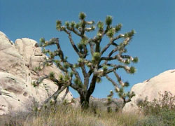 Joshua Tree