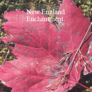 New England Enchantment Stress Management DVD