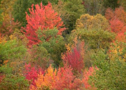 New England Colors