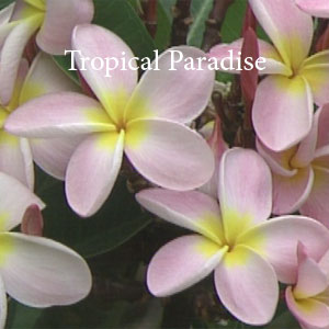 Tropical Paradise Stress Management DVD