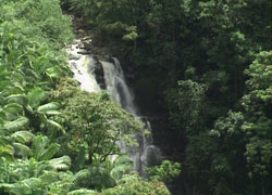 Akaka Falls Hawaii