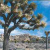 Desert Life