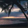Tropical Paradise