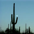 MindSource Desert Life